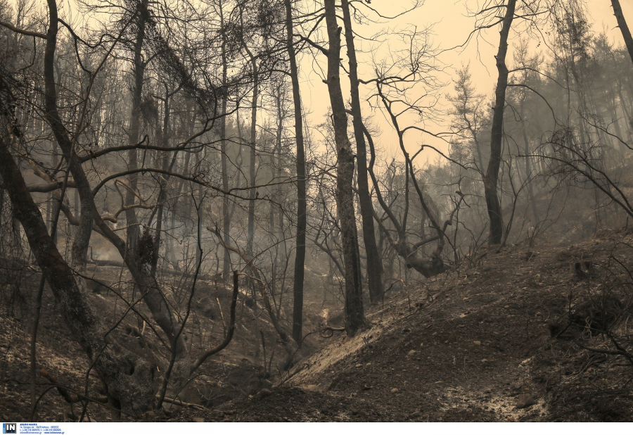 Φωτιές: Υποχρεωτικά αναδασωτέες όλες οι καμένες εκτάσεις, τι προβλέπει η ΠΝΠ