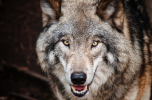 Τρόμος στην Πέλλα, λύκος «επισκέφθηκε» παιδικό σταθμό