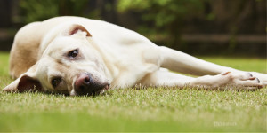 Κορονοϊός: Σκύλος θετικός σε τεστ για τον ιό - Πρώτη πιθανή μετάδοση σε κατοικίδιο