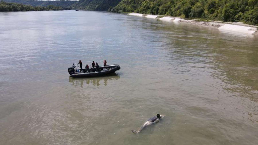 Πέθανε η φάλαινα που είχε εγκλωβιστεί στον Σηκουάνα