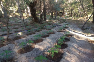 «Λαβράκι» από την ΕΛΑΣ: Τρεις φυτείες κάνναβης και 76 δενδρύλλια στο Ηράκλειο