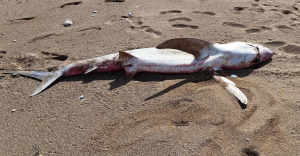 Κρήτη: Ξεβράστηκε καρχαρίας σε παραλία της Κισσάμου