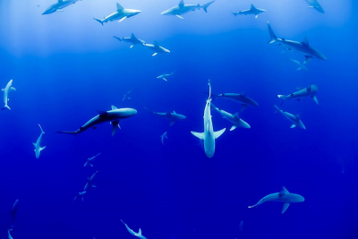 Απίστευτη ανακάλυψη: Τεράστιο μαιευτήριο καρχαριών εντοπίστηκε στη Μεσόγειο (εικόνα)