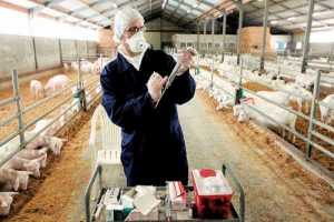 Σέρρες: Ανησυχία κτηνιάτρων λόγω επανεμφάνισης του ιού της οζώδους δερματίτιδας 