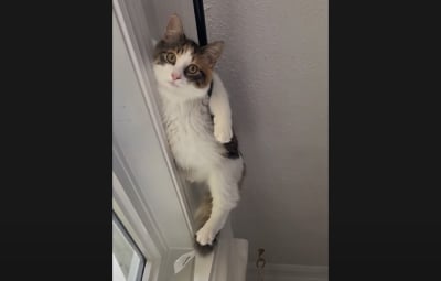 Το απίστευτο σημείο που «αράζει» μια γάτα -Επικό βίντεο