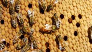 Σεμινάριο μελισσοκομίας από το ΕΛΓΟ ΔΗΜΗΤΡΑ στο Ηράκλειο