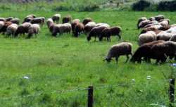 Σύσκεψη Αποστόλου με κτηνοτρόφους για τους βοσκοτόπους 