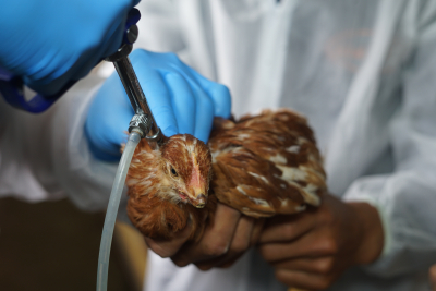 Κίνα: Πέθανε 56χρονη από τη γρίπη των πτηνών -Ο πρώτος θάνατος παγκοσμίως από έναν ιό που κυκλοφορεί από το 2002