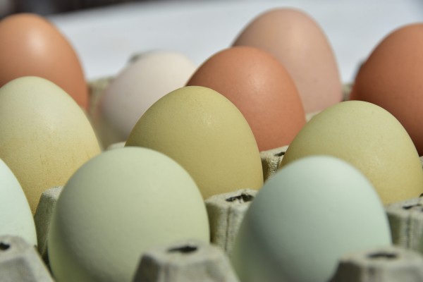 «Συναγερμός» για μολυσμένα αυγά στην Ευρώπη