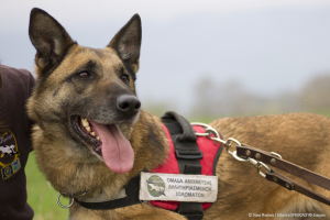 Ο Κούκι, ο πρώτος σκύλος ανιχνευτής δηλητηριασμένων δολωμάτων, βγήκε στη «σύνταξη»