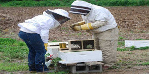 Ενισχύεται με 120 εκατ. ευρώ ο τομέας της ευρωπαϊκής μελισσοκομίας