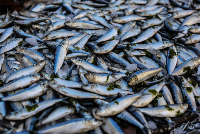 Συναγερμός στην Ιαπωνία: Χιλιάδες νεκρά ψάρια «ξεβράστηκαν» σε ακτή παραλίας