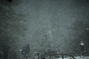Πάρνηθα «εν λευκώ»: Μαγικές εικόνες από το χιονισμένο δάσος (vid)