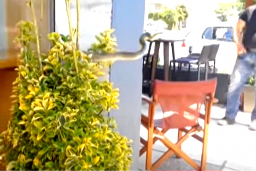 Τρόμος σε καφετέρια: Φίδι πετάχτηκε μπροστά στους πελάτες (βίντεο)