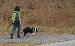 Μαζικά κρούσματα φόλας στην Φλώρινα: 26 σκυλιά βρήκαν φρικτό θάνατο