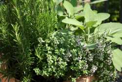 Πρόγραμμα κατάρτισης σε αρωματικά και φαρμακευτικά φυτά στην Κόνιτσα