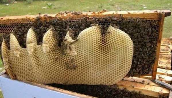 Δωρεάν μαθήματα μελισσοκομίας