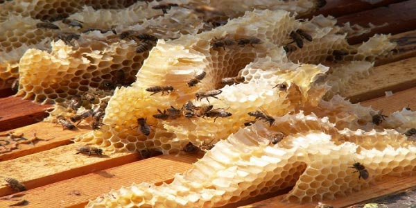 Η επιδότηση ανα κυψέλη στους μελισσοκόμους