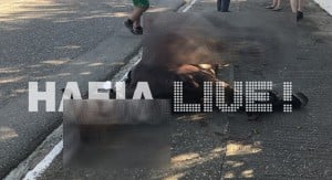 Ηλεία: Άλογο έπεσε πάνω σε αυτοκίνητο με έγκυο (pics)