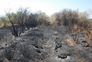 Κατεστραμμένους οικοτόπους και νεκρές χελώνες άφησε πίσω της η πυρκαγιά στην προστατευόμενη περιοχή Αλυκή Κίτρους (pics)