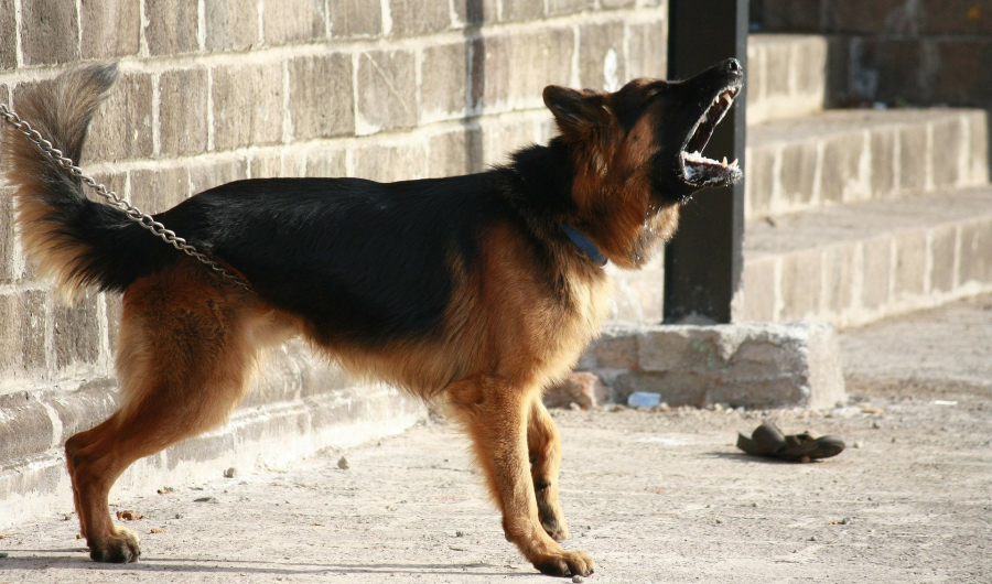 Αγρίνιο: Αδέσποτο σκυλί επιτέθηκε σε 3χρονο που έπαιζε στην πλατεία (εικόνες)