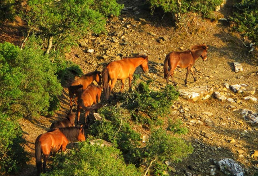 Αιτωλοακαρνανία: Άγνωστοι πυροβόλησαν και σκότωσαν άγρια άλογα