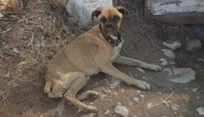 Φρίκη στη Ηλεία: Σκύλος βρέθηκε σκελετωμένος και αλυσοδεμένος, «είδαμε μόνο κόκκαλα και δέρμα»