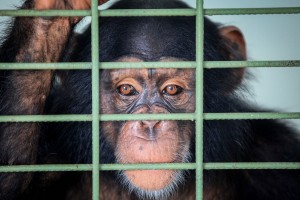 Το Αλτσχάιμερ φαίνεται πως «χτυπά» και ηλικιωμένους χιμπατζήδες