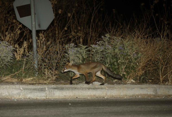 Φρίκη στην Κύπρο: Σκότωσαν αλεπού και την κρέμασαν σε πινακίδα