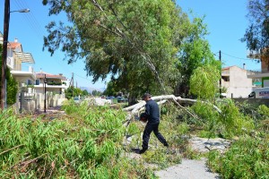 Κόβoνται και άλλα δέντρα στο Ηράκλειο εξαιτίας του ξυλοφάγου εντόμου