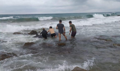 Δύο ραμφοφάλαινες διασώθηκαν σε ακτές της Κέρκυρας