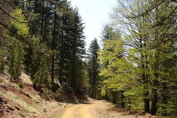Έρχεται νομοσχέδιο για την αειφόρο ανάπτυξη του δασικού πλούτου της χώρας