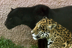 Ιδιοκτήτης Αττικού Ζωολογικού Πάρκου: Ηταν σωστή η απόφαση να θανατωθούν τα τζάγκουαρ