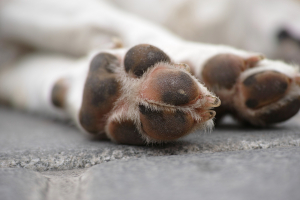 Νέο περιστατικό κακοποίησης ζώου στην Πάτρα: Έδεσε το σκύλο στο αυτοκίνητο και τον έσερνε στο δρόμο