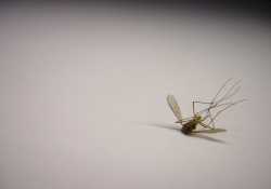 «Φόβοι» για έξαρση ασθενειών που μεταδίδονται από τα κουνούπια