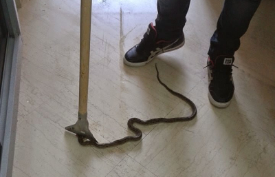 Οχιά «επισκέφτηκε» διαμέρισμα στη Λάρισα, πανικός για φοιτήτρια που είδε το φίδι στο περβάζι