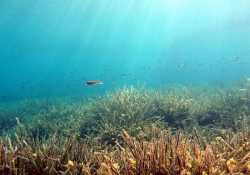 Αντιμετωπίστηκε πρόβλημα θαλάσσιας ρύπανσης από πετρελαιοειδή στη Χίο
