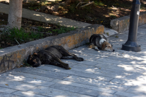 Καταφύγιο αδέσποτων ζώων δημιουργεί ο δήμος Ραφήνας-Πικερμίου