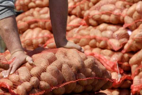 Γέμισε με «ελληνικές» πατάτες Αιγύπτου η Ηλεία, καταγγέλλουν οι παραγωγοί