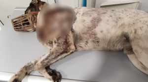 Κτηνωδία στον Βόλο: Πυροβόλησαν σκύλο, πάνω από 20 σκάγια στο σώμα του