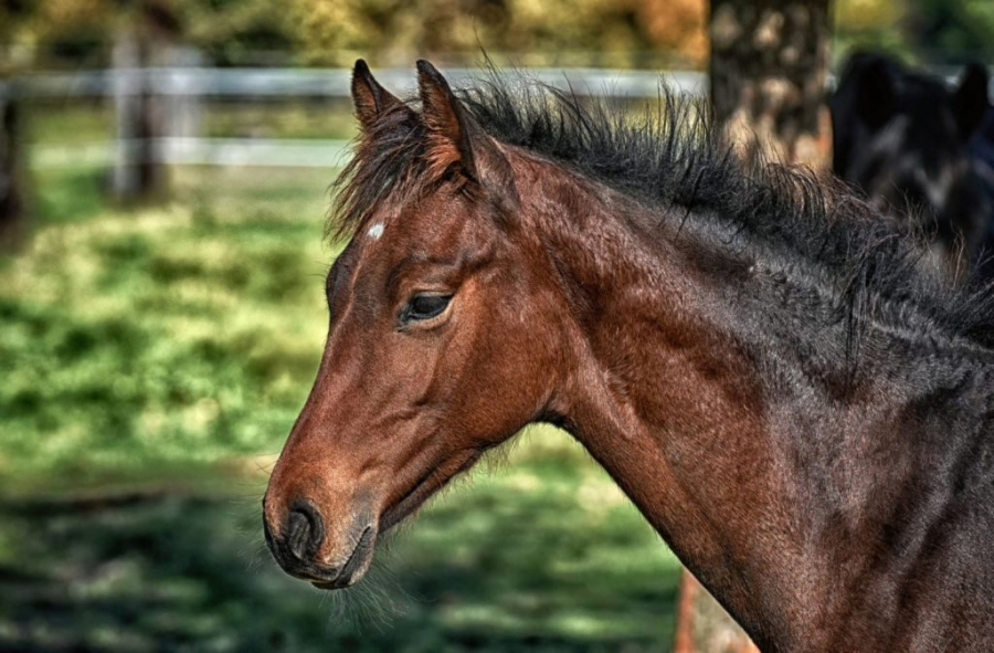 Σοκ στο Βόλο: Έδεσε με σχοινί το άλογο του και πνίγηκε - Συνελήφθη ο δράστης