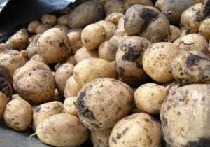 Κατασχέθηκαν και καταστράφηκαν 2,6 τόνοι πατάτας στον Πειραιά