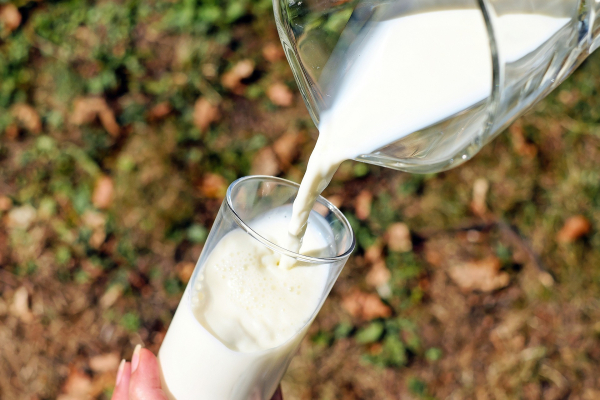 SOS εκπέμπουν οι κτηνοτρόφοι: Έρχονται σημαντικές ελλείψεις σε γάλα από τα ράφια του σούπερ μάρκετ