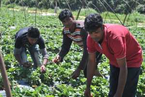 ΓΣΕΕ: Υπάρχουν πολλές «Μανωλάδες» – Σύγχρονη δουλεία στους εργάτες γης