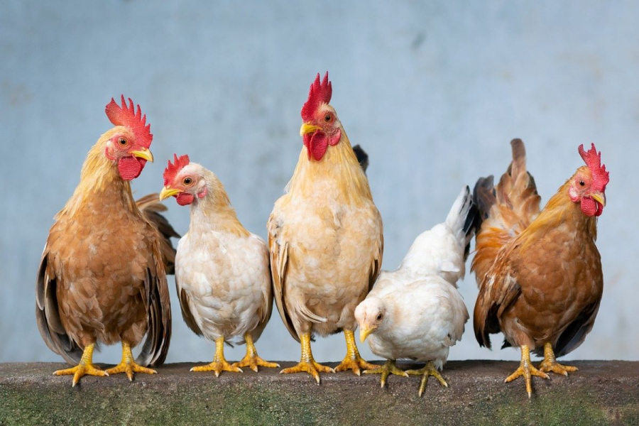 Γρίπη των πτηνών: Ραγδαία η εξάπλωση παγκοσμίως