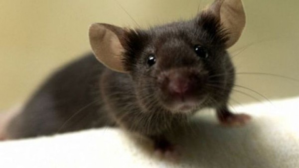 Επιστήμονες μετέτρεψαν αρσενικά ποντίκια σε θηλυκά!