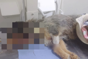 Κτηνωδία στις Σέρρες: Πυροβόλησαν αδέσποτο σκύλο 10 φορές και τον πέταξαν στα σκουπίδια