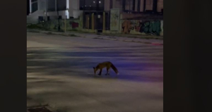 H βραδινή βόλτα αλεπούς σε... δρόμο της Γλυφάδας: To «ραντεβού» με σκύλο της περιοχής (βίντεο)