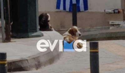 Οργή για νέα βαρβαρότητα: Αναζητείται ο δράστης που πυροβόλησε σκύλο στην Εύβοια