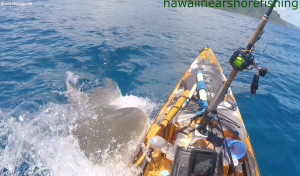 Χαβάη: Ψαράς... κλώτσησε στο κεφάλι καρχαρία - τίγρη που «σκαρφάλωσε» στο καγιάκ
